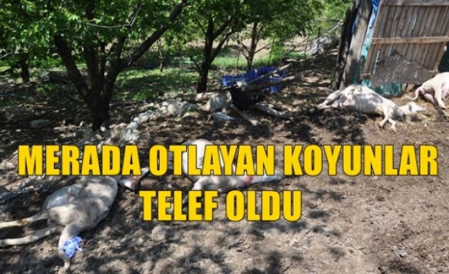 Merada Otlayan Koyunlar Telef Oldu