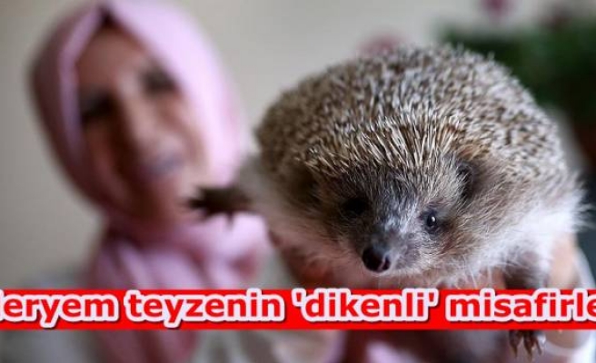 Meryem teyzenin 'dikenli' misafirleri