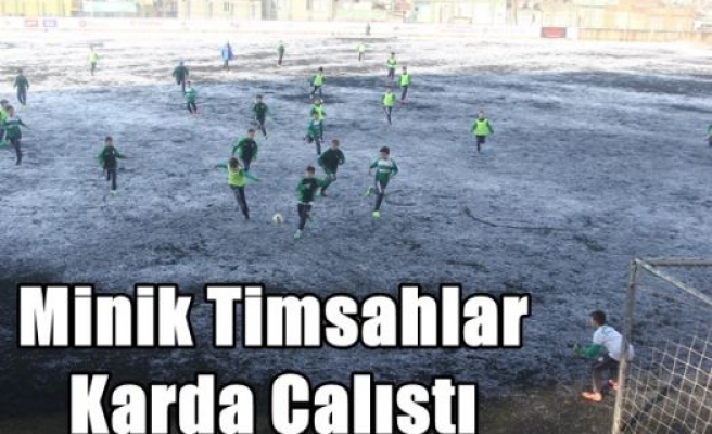 Minik Timsahlar Karda Çalıştı