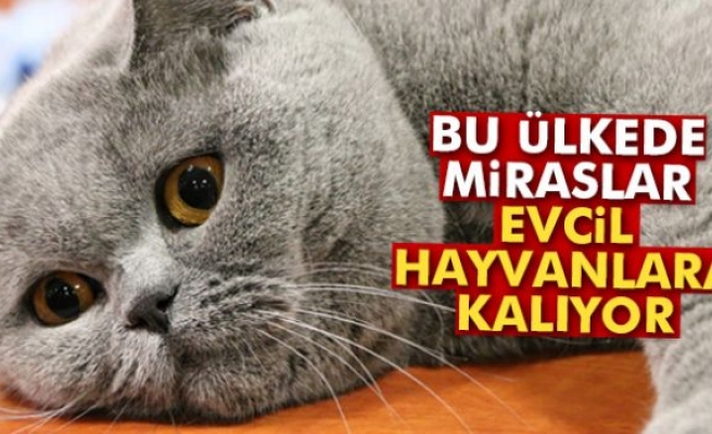 Miraslarını Evcil Hayvanlara Bırakıyorlar!