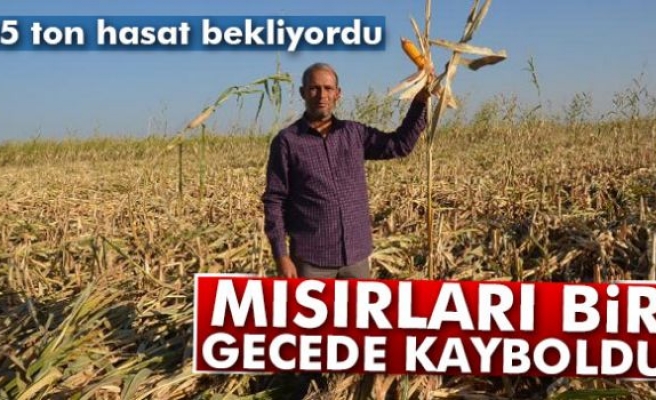 Mısırları bir gecede kayboldu