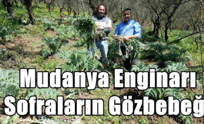 Mudanya Enginarı Sofraların Gözbebeği