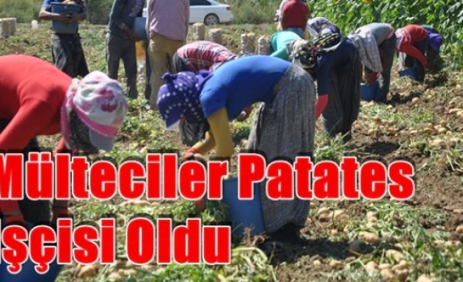 Mülteciler Patates İşçisi Oldu