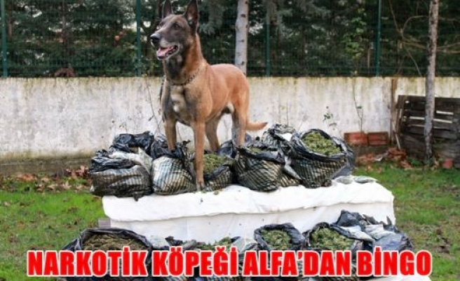 Narkotik köpeği Alfan'dan bingo