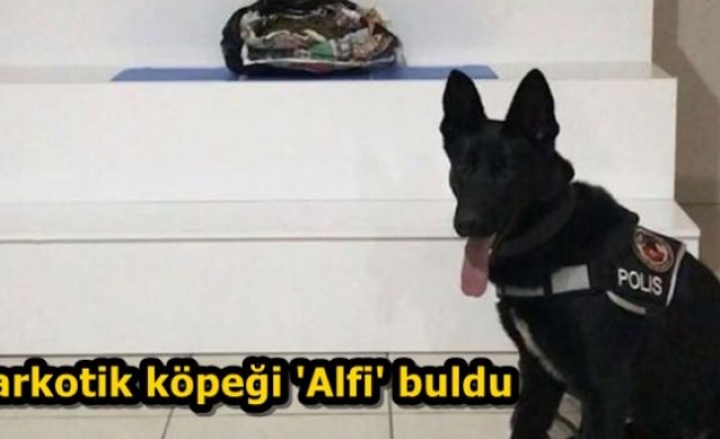 Narkotik Köpeği 'Alfi' buldu