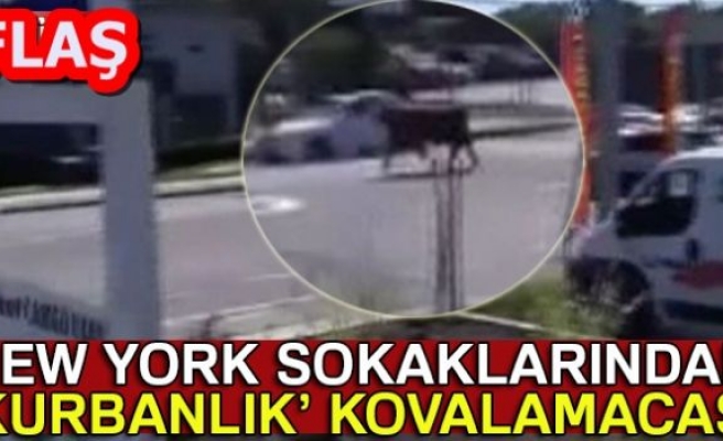 NEWYORK SOKAKLARINDA KURBANLIK KOVALAMACASI!