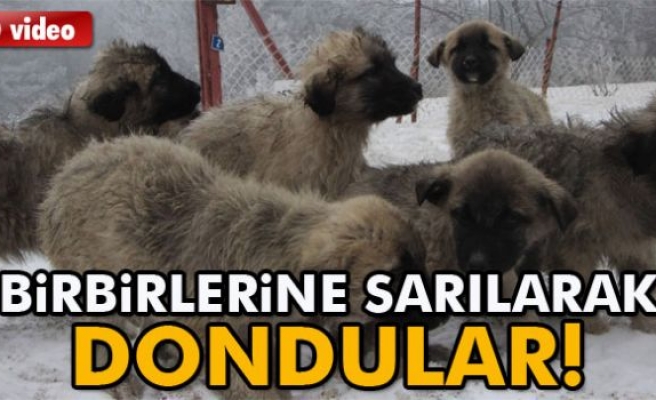 O KÖPEKLER ÖLDÜ!