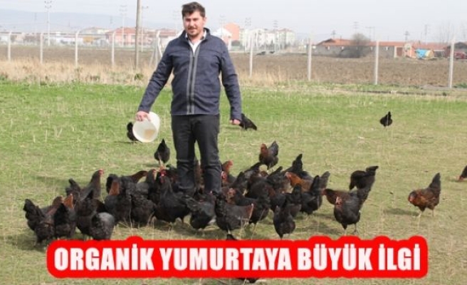 Organik Yumurtaya Büyük İlgi 