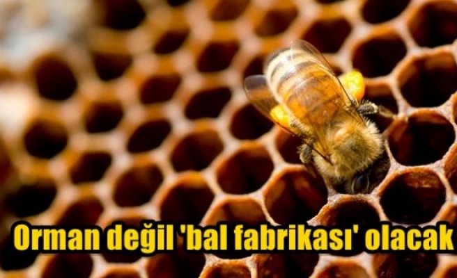 Orman değil 'bal fabrikası' olacak