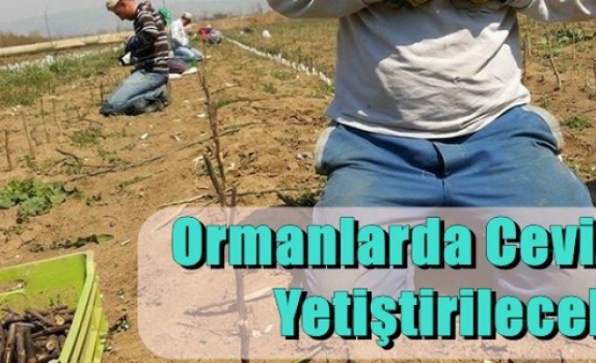 Ormanlarda Ceviz Yetiştirilecek