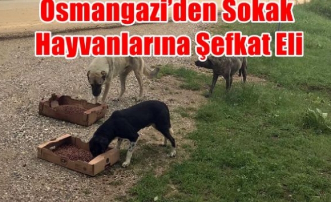 Osmangazi’den Sokak Hayvanlarına Şefkat Eli