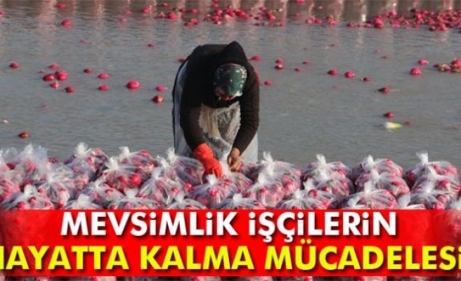 Osmaniye'de mevsimlik işçilerin hayatta kalma mücadelesi