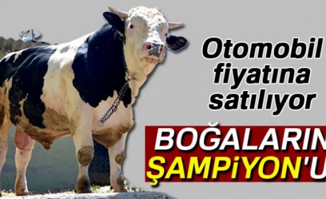 Otomobil Fiyatına Boğa