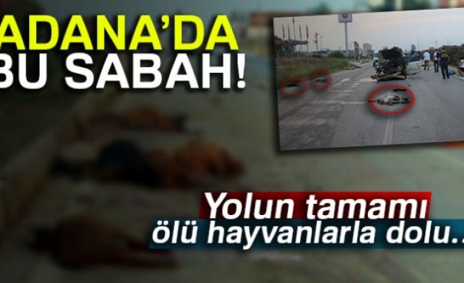 Otomobil sürüye daldı  hayvanlar telef oldu