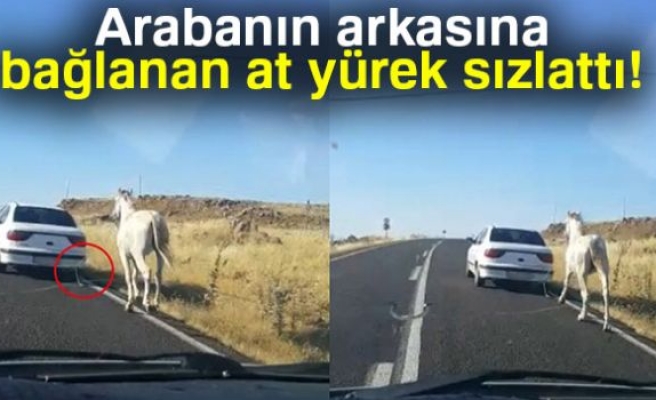 Otomobilin arkasına bağlanan at yürek sızlattı