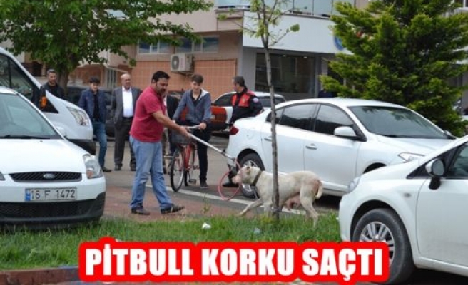 Pitbull Korku Saçtı