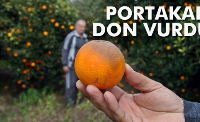 Portakalı don vurdu