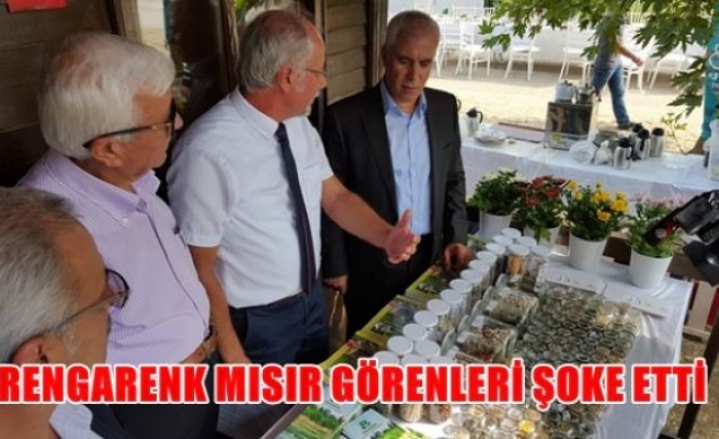 Rengarenk mısır görenleri şaşırttı