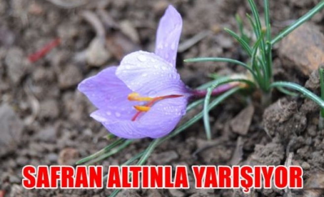 Safran altınla yarışıyor