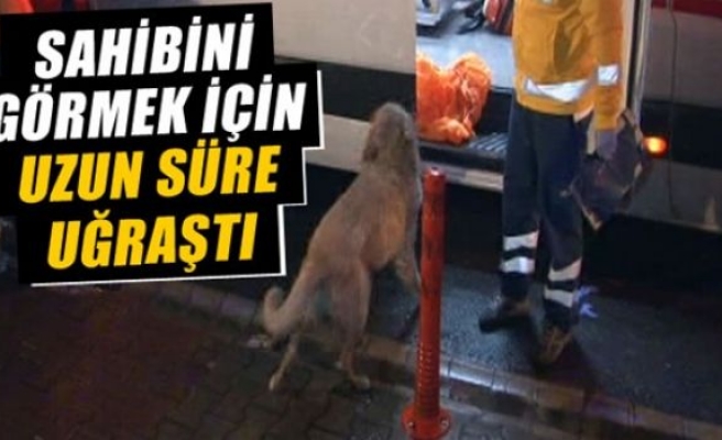 Sahibini görmek için uzun süre uğraştı