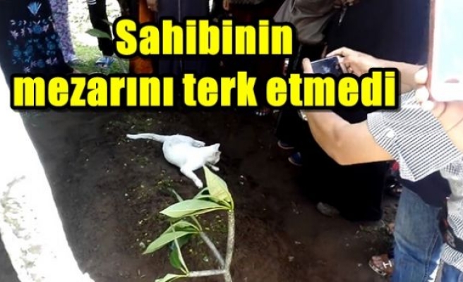 Sahibinin mezarını terk etmedi