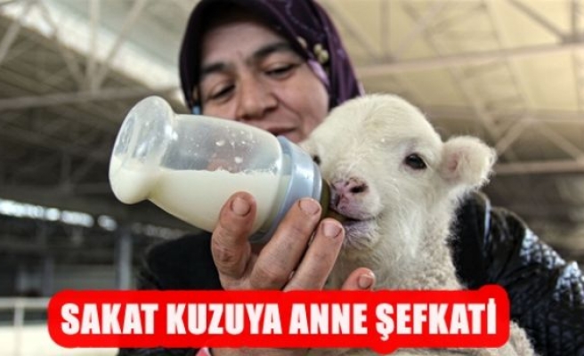 Sakat Kuzuya Anne Şevkati