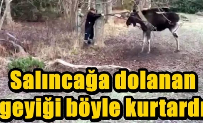 Salıncağa dolanan geyiği böyle kurtardı