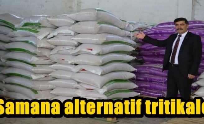 Samana alternatif tritikale