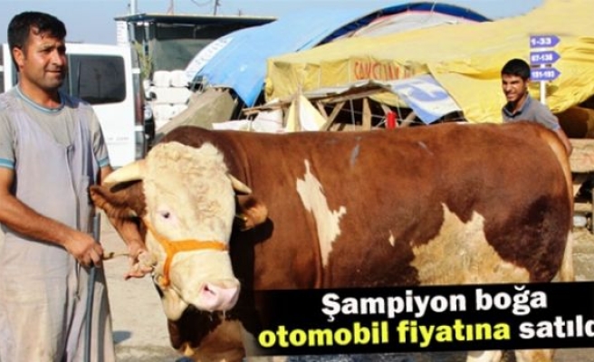 Şampiyon boğa otomobil fiyatına satıldı