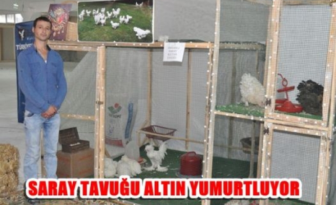 Saray Tavuğu altın yumurtluyor