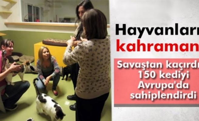 Savaştan kaçırdığı 150 kediyi Avrupa'da sahiplendirdi