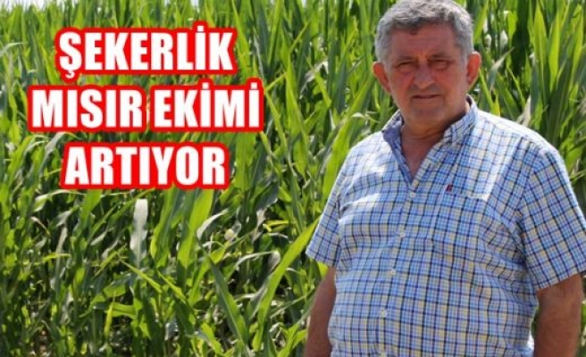 Şekerlik mısır ekimi artıyor