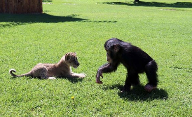 Şempanze Can’a ’aslan’ arkadaş