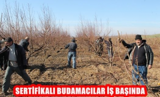 Sertifikalı budamacılar iş başında