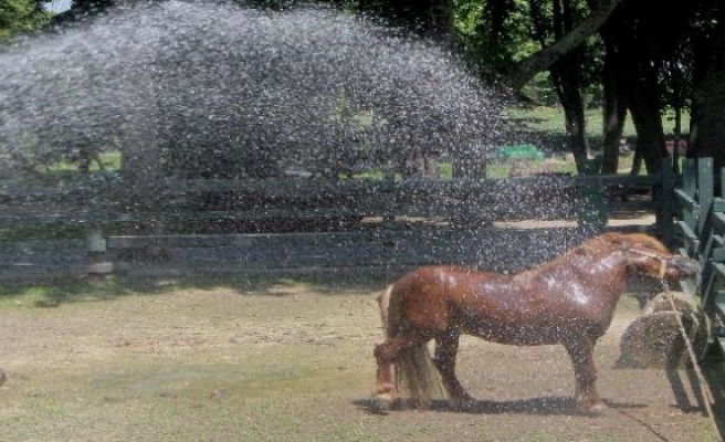 Sıcaktan Bunalan Hayvanlar Böyle Serinledi!