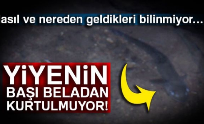 Sırrı bilinmeyen balıklar