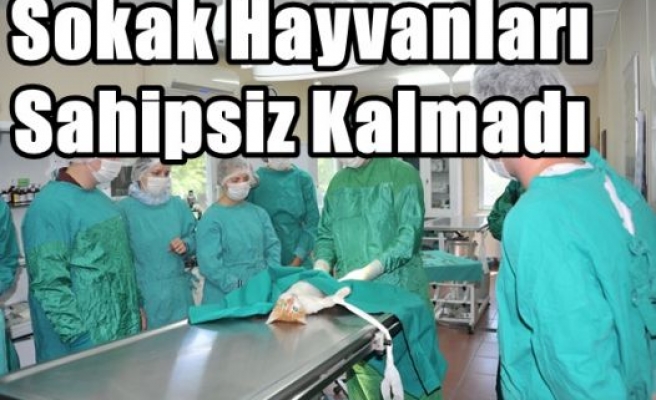 Sokak Hayvanları Sahipsiz Kalmadı