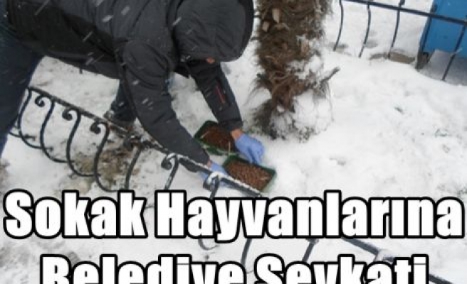 Sokak Hayvanlarına Belediye Şevkati