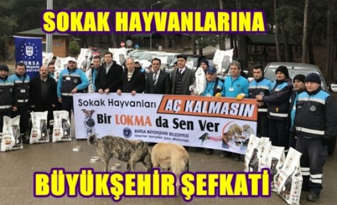 SOKAK HAYVANLARINA BÜYÜKŞEHİR ŞEFKATİ