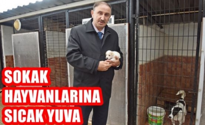 Sokak hayvanlarına sıcak yuva