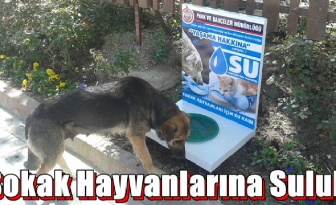 Sokak Hayvanlarına Suluk