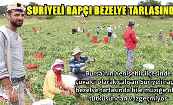 Suriyeli rapçi bezelye tarlasında