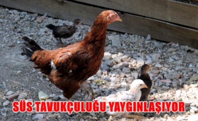 Süs tavukçuluğu yaygınlaşıyor