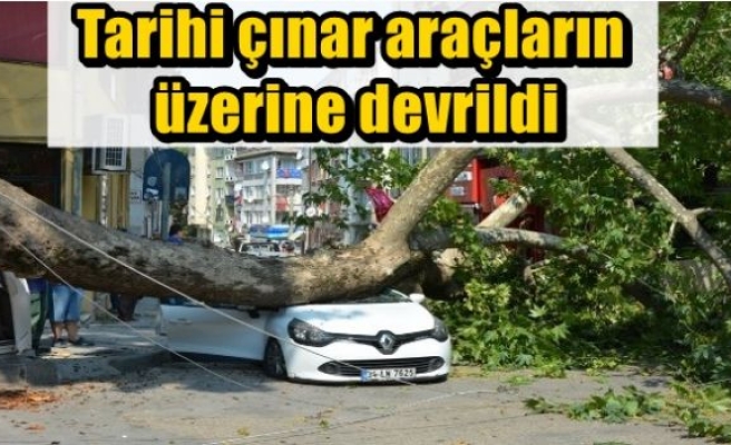 Tarihi çınar araçların üzerine devrildi