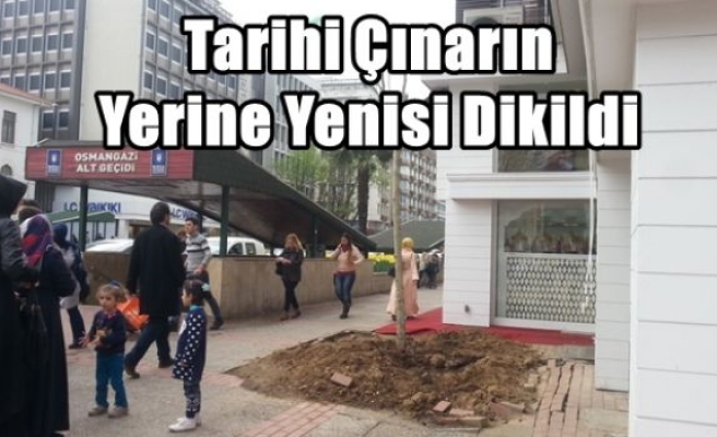 Tarihi Çınarın Yerine Yenisi Dikildi