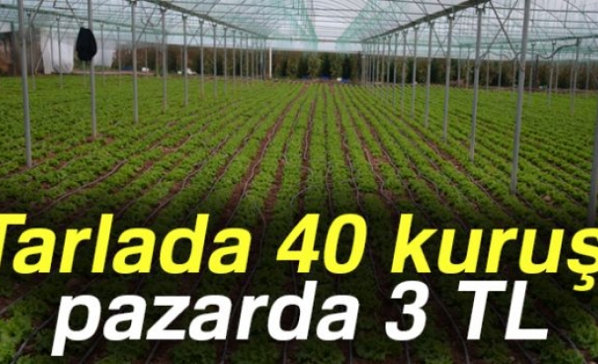 Tarlada 40 kuruş, pazarda 3 TL