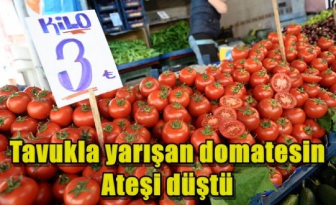 Tavukla yarışan domatesin ateşi düştü