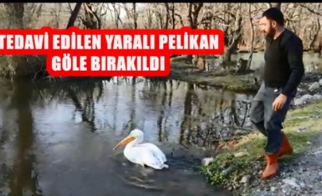 Tedavi edilen yaralı pelikan göle bırakıldı