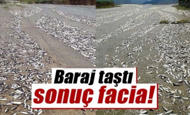 Tokat'ta baraj taştı balıklar telef oldu