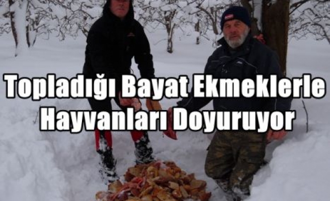 Topladığı Bayat Ekmeklerle Hayvanları Doyuruyor